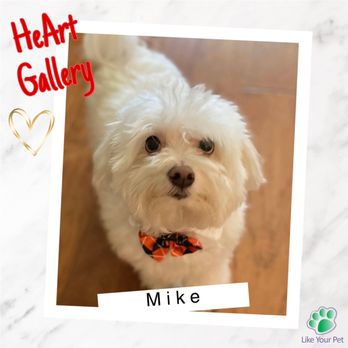 Like Your Pet - Dog Walkers Near Me - Minneola, Florida Like Your Pet - Dog Walkers Near Me - Minneola, Florida