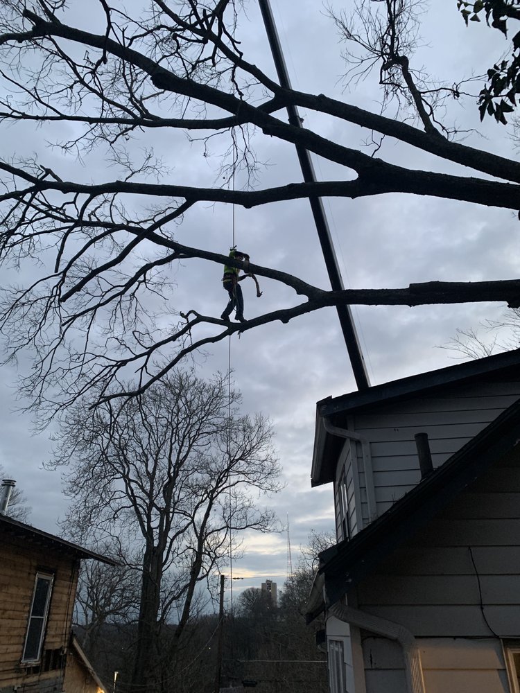 Hutson Tree Service - tree service in Cincinnati, OH