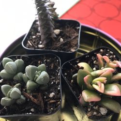 Alma's Flea Market - 06.10.19 Succulents