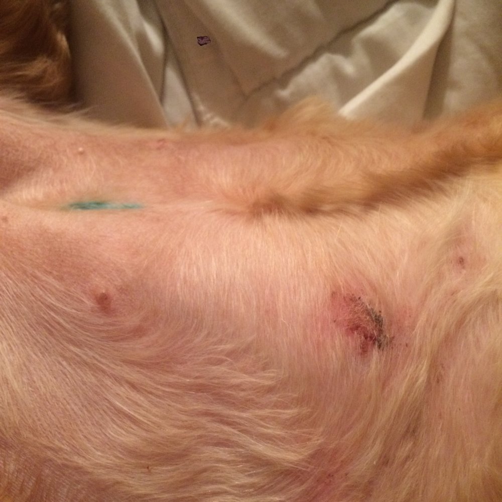 Classy Doggie Cuts - My pups nipple was shaved off....negligent! - Pet Groomers Near Me - Plano, Texas Classy Doggie Cuts - My pups nipple was shaved off....negligent! - Pet Groomers Near Me - Plano, Texas