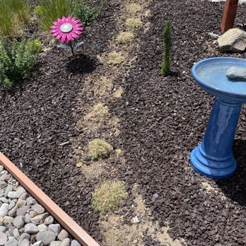 Rail City Garden Center - Two months and the Phlox Violet Pinwheels purchased at Rail City are completely dead - Nurseries & Gardening Near Me - Sparks, Nevada Rail City Garden Center - Two months and the Phlox Violet Pinwheels purchased at Rail City are completely dead - Nurseries & Gardening Near Me - Sparks, Nevada