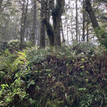 Fern Canyon Trailhead - Parks Near Me