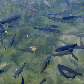 Yellowstone Bear World - So many fishies! - Zoos Near Me - Rexburg, Idaho Yellowstone Bear World - So many fishies! - Zoos Near Me - Rexburg, Idaho