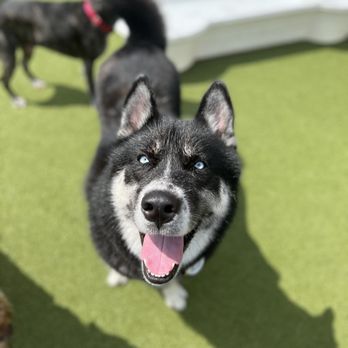 Best Friends Fur Ever - Pet Training Near Me - Joppa, Maryland