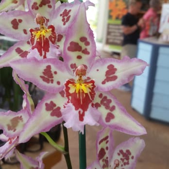 Akatsuka Orchid Gardens - Flowers & Gifts Near Me - Volcano, Hawaii