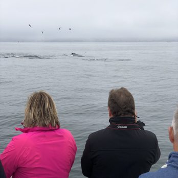 Sub Sea Tours - That's how close the whales were (September 2018) - Rafting/Kayaking Near Me - Morro Bay, California