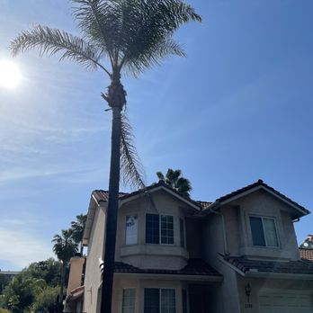 West Valley Tree Service - Before - Tree Services Near Me