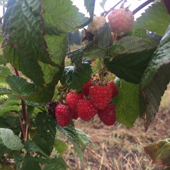 Smith Berry Barn - A few berries left - Nurseries & Gardening Near Me - Hillsboro, Oregon Smith Berry Barn - A few berries left - Nurseries & Gardening Near Me - Hillsboro, Oregon