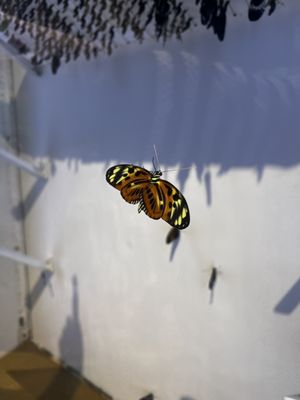 Cockrell Butterfly Center by null