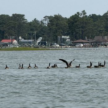 Assateague Explorer - Brown pelicans - Rafting/Kayaking Near Me - Chincoteague Island, Virginia Assateague Explorer - Brown pelicans - Rafting/Kayaking Near Me - Chincoteague Island, Virginia