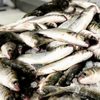 Tarpon Dock Seafood Market gift card
