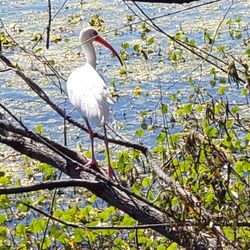 Alligator Lake - Bird