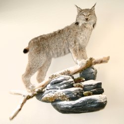 Tru-Life Taxidermy