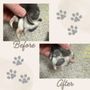 Photo of Home Pawdicures