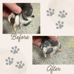 Home Pawdicures