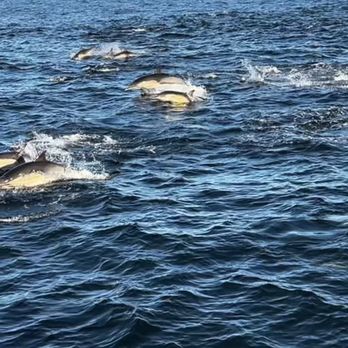 Island Packer Cruises - Dolphins! - Boating Near Me - Ventura, California Island Packer Cruises - Dolphins! - Boating Near Me - Ventura, California