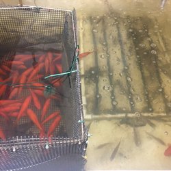 More minnows!