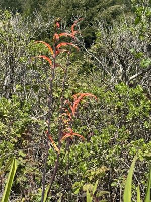 Alamere Falls by null