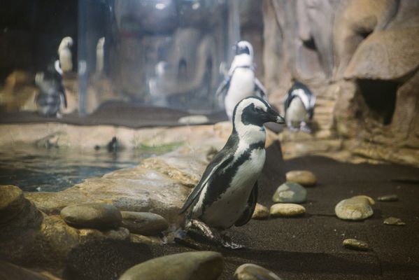 Ripley's Aquarium of Myrtle Beach by null