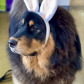 K9 Manners & More - Pet Training Near Me - Broken Arrow, Oklahoma