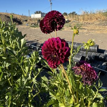 Luli’s Dahlias - Nurseries & Gardening Near Me - Santa Rosa, California Luli’s Dahlias - Nurseries & Gardening Near Me - Santa Rosa, California