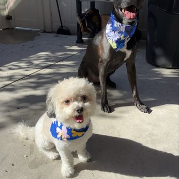 An Ideal Dog Wash - Results! - Pet Groomers Near Me - Anaheim, California An Ideal Dog Wash - Results! - Pet Groomers Near Me - Anaheim, California