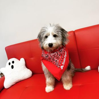 Cara Welling - State Farm Insurance Agent - State Farm pup! - Auto Insurance Near Me - Rochester, New York Cara Welling - State Farm Insurance Agent - State Farm pup! - Auto Insurance Near Me - Rochester, New York