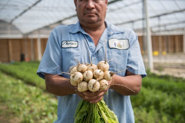 The Chef's Garden by null