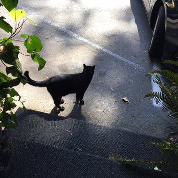 Ravens' Restaurant - Cat greeter - Vegan Near Me - Mendocino, California