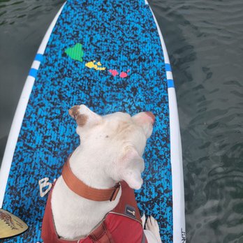 SUP DOG Hawaii - Paddleboarding Near Me - Haleiwa, Hawaii SUP DOG Hawaii - Paddleboarding Near Me - Haleiwa, Hawaii