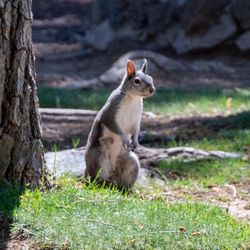 Lazy Oaks Resort - Permanent resident