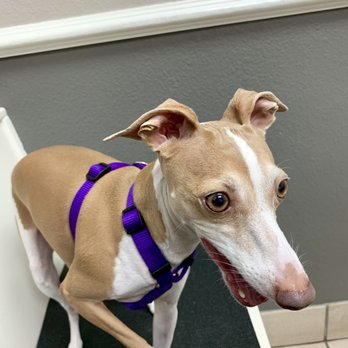 Valley Ranch Pet Clinic - Veterinarians Near Me - Irving, Texas Valley Ranch Pet Clinic - Veterinarians Near Me - Irving, Texas