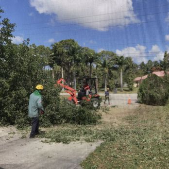 Tree Service Inc. - Tree service taking down our trees. - Tree Services Near Me - West Palm Beach, Florida Tree Service Inc. - Tree service taking down our trees. - Tree Services Near Me - West Palm Beach, Florida