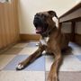 Photo of Companion Animal Hospital
