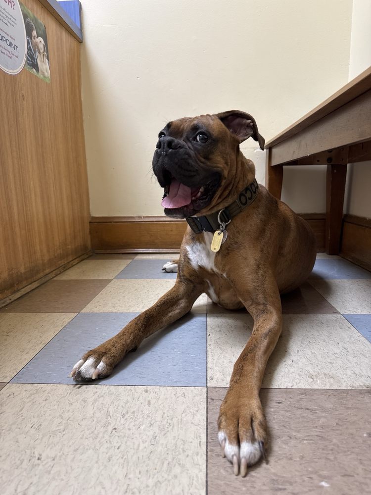 Companion Animal Hospital - pet boarding facility in Springfield, VA