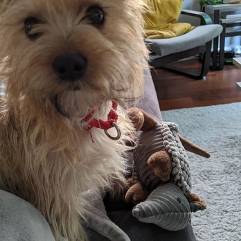 Nova Dog - Pet Training Near Me
