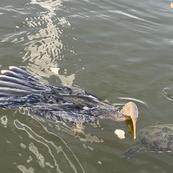 Fay Lake Wilderness Park - Anhinga - Parks Near Me - Cocoa, Florida Fay Lake Wilderness Park - Anhinga - Parks Near Me - Cocoa, Florida