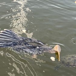 Fay Lake Wilderness Park - Anhinga