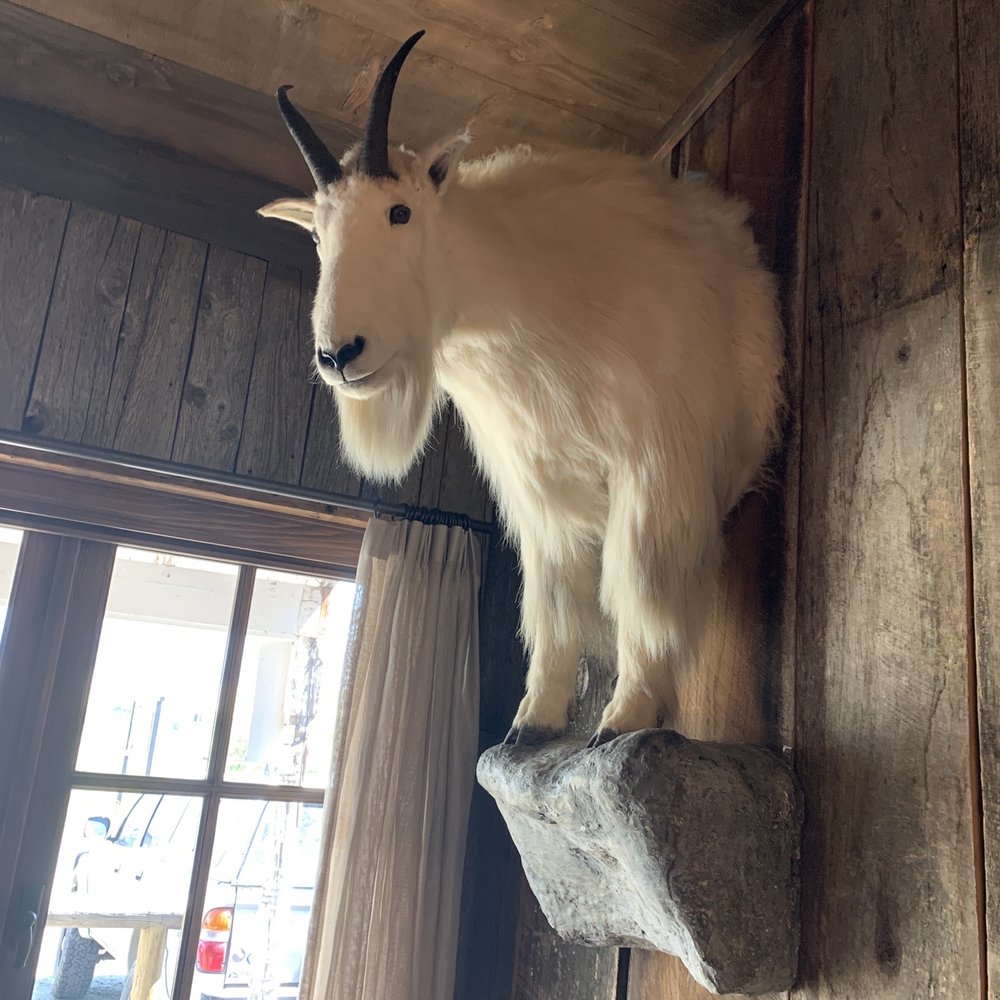 Old Saloon - Goat - Bars Near Me - Emigrant, Montana Old Saloon - Goat - Bars Near Me - Emigrant, Montana