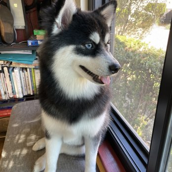 MC Groomer - After MC Groomer - Pet Groomers Near Me MC Groomer - After MC Groomer - Pet Groomers Near Me