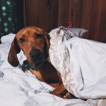 Aunty Ashley's Pet Nannies - We provide overnight pet sitting as well! - Pet Sitting Near Me Aunty Ashley's Pet Nannies - We provide overnight pet sitting as well! - Pet Sitting Near Me
