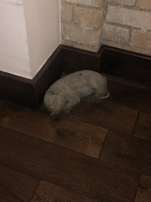 The Potted Pig by null