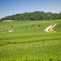 VI Wine - Champagne Vineyards