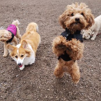 Paw Theory - Ramsden Dog Park - Dog Walkers Near Me Paw Theory - Ramsden Dog Park - Dog Walkers Near Me