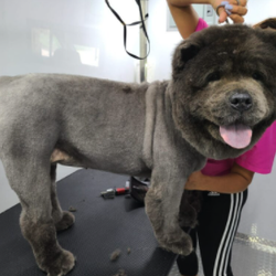 fuzzy friends mobile pet spa