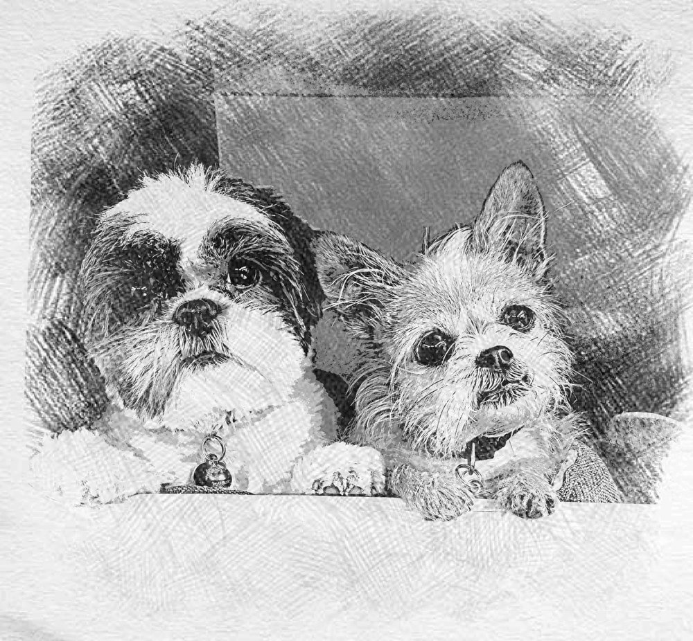 CURBSIDE CLIPS MOBILE GROOMING Updated August 2024 15 Photos