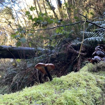 Fern Canyon Trailhead - Parks Near Me