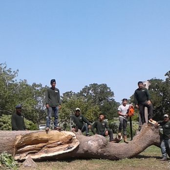 Green Rhino Tree Care - Tree Services Near Me - Austin, Texas Green Rhino Tree Care - Tree Services Near Me - Austin, Texas