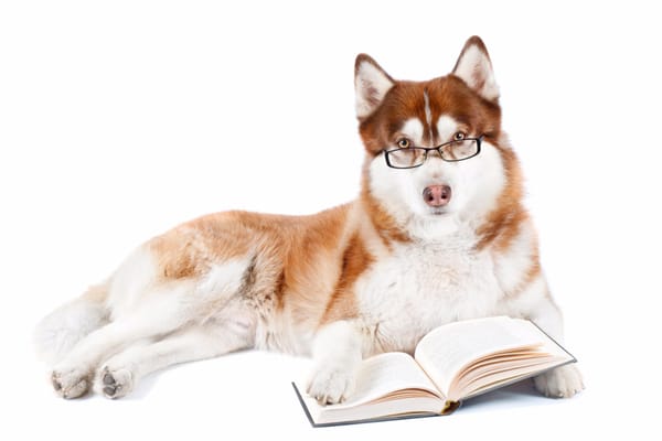 MARIETTA DOGGY DAYCARE - 11 Photos & 14 Reviews - 999 Whitlock Ave