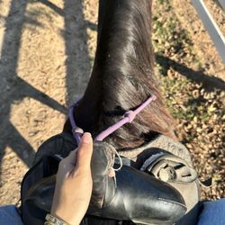 Loveland Ranch - Missy - One of the horses